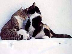 Gatti (220)